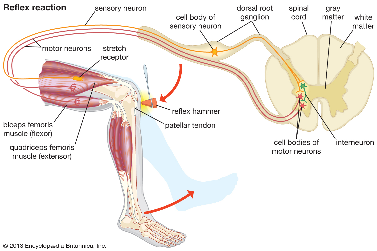 Рефлекс клетки. Рефлекторная дуга коленного рефлекса. Схема рефлекторной дуги коленного рефлекса. Коленный рефлекс рефлекторная дуга физиология. Схема коленного рефлекса физиология.